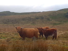 Load image into Gallery viewer, Extra Large Mug - Pringle the Highland Cow
